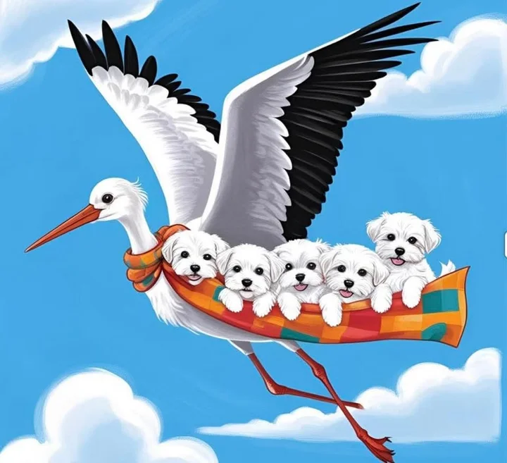 Grafika promocyjna wydarzenia Narodziny Białych Cudów — maltańczyki w Lubliniecku (styczeń 2026)